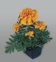 Seminte profesionale Tagetes patula - Craite pitice - imagine 48891
